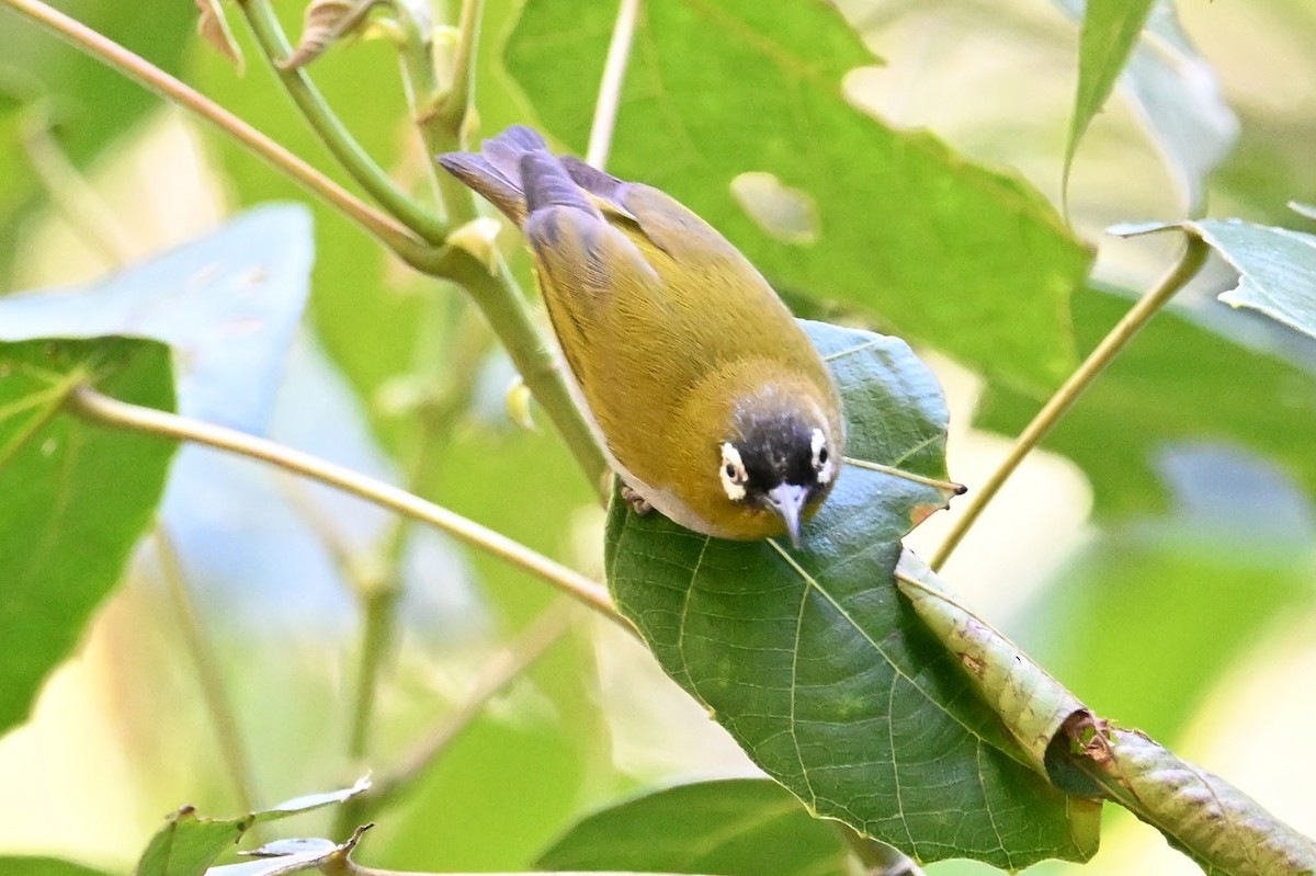 Black-capped White-eye - ML618643924