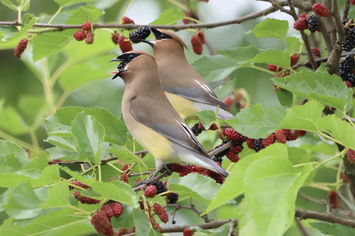 Cedar Waxwing - Jo VerMulm