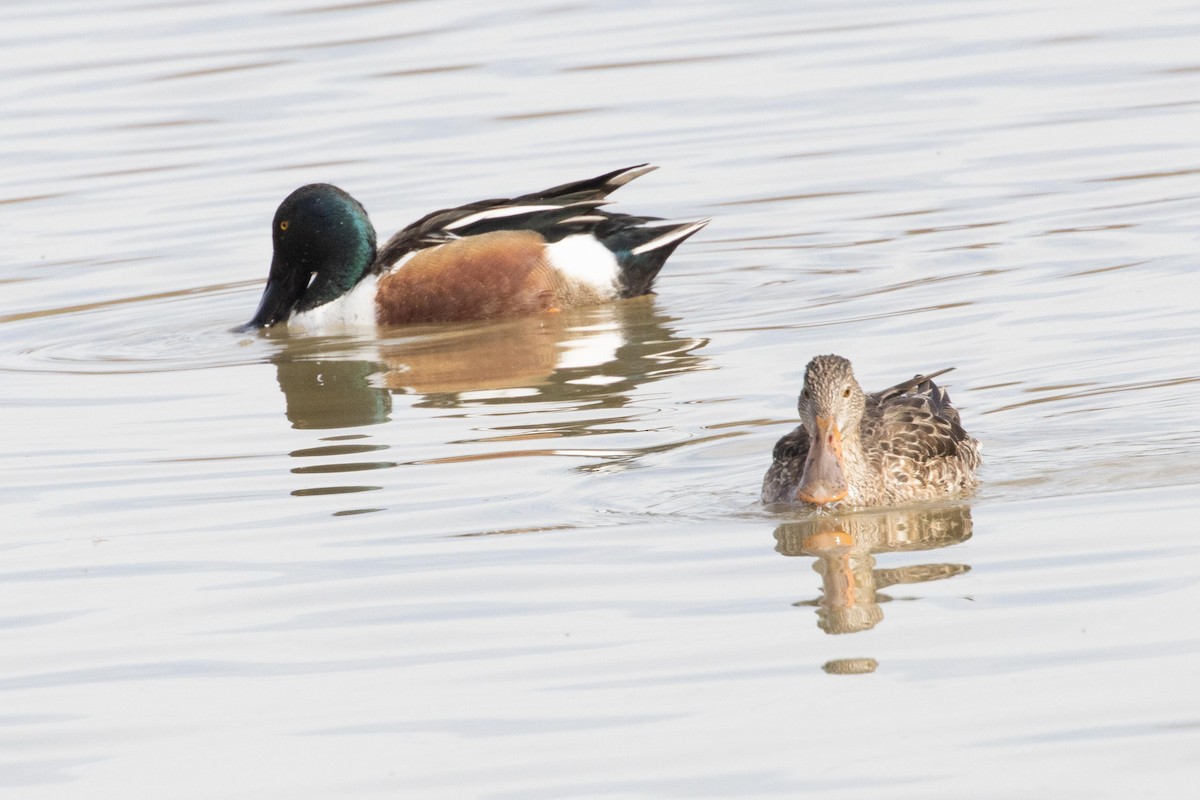 Canard souchet - ML618643970