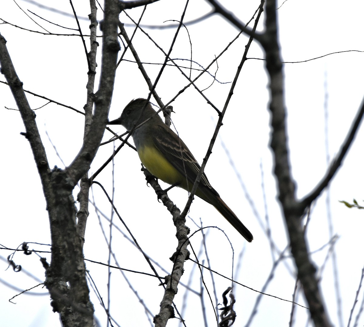 Great Crested Flycatcher - ML618643996
