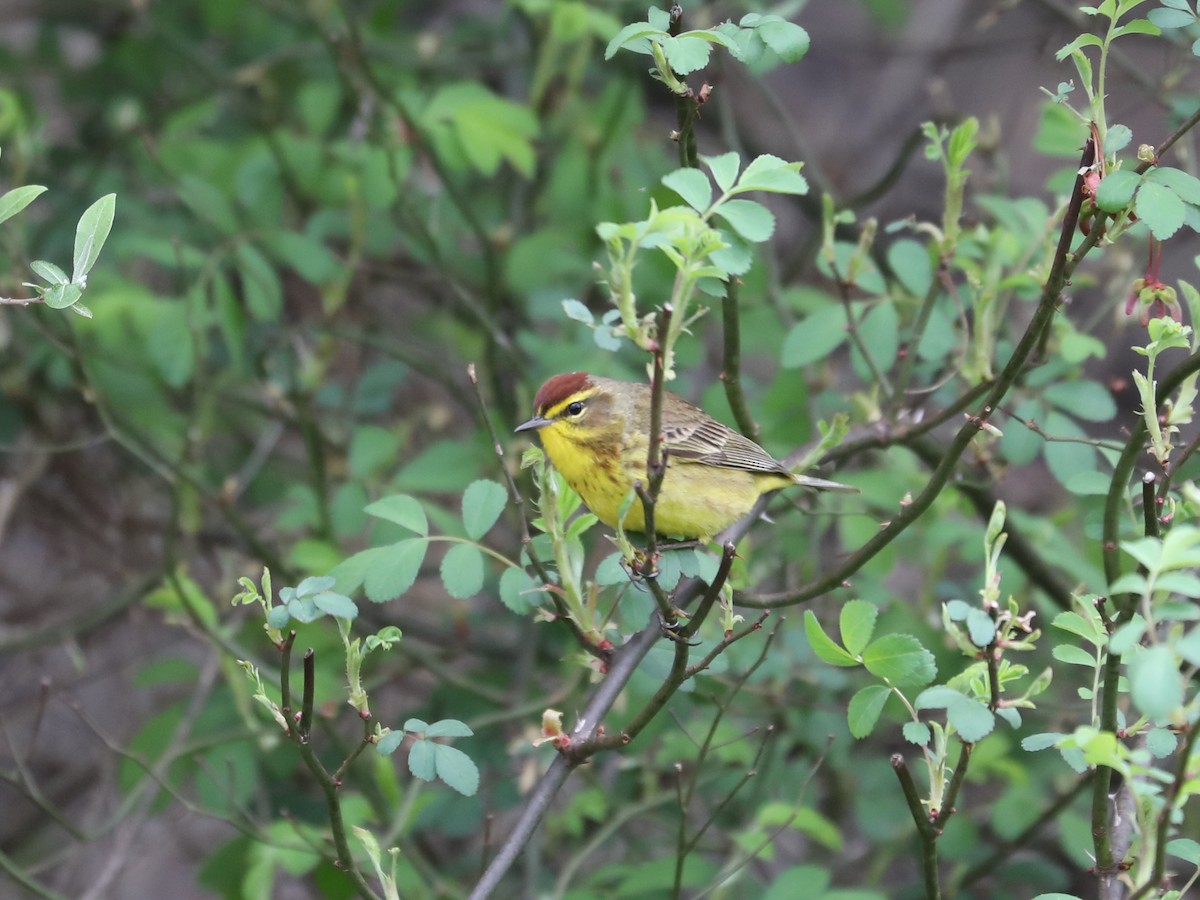 Palm Warbler - Daniel Hinnebusch