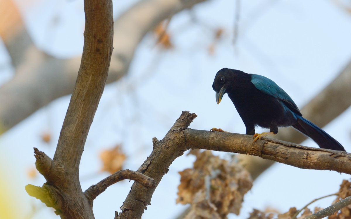 Yucatan Jay - Luis Trinchan