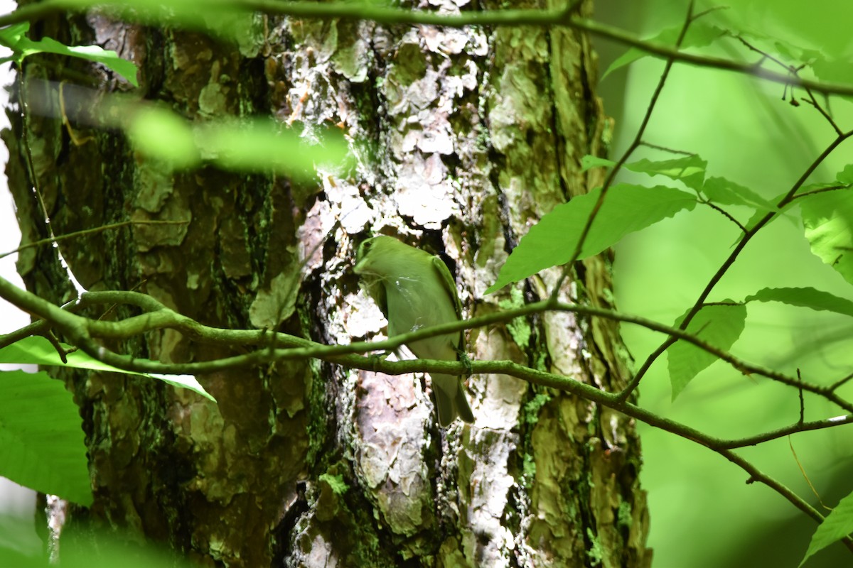 Red-eyed Vireo - ML618644030