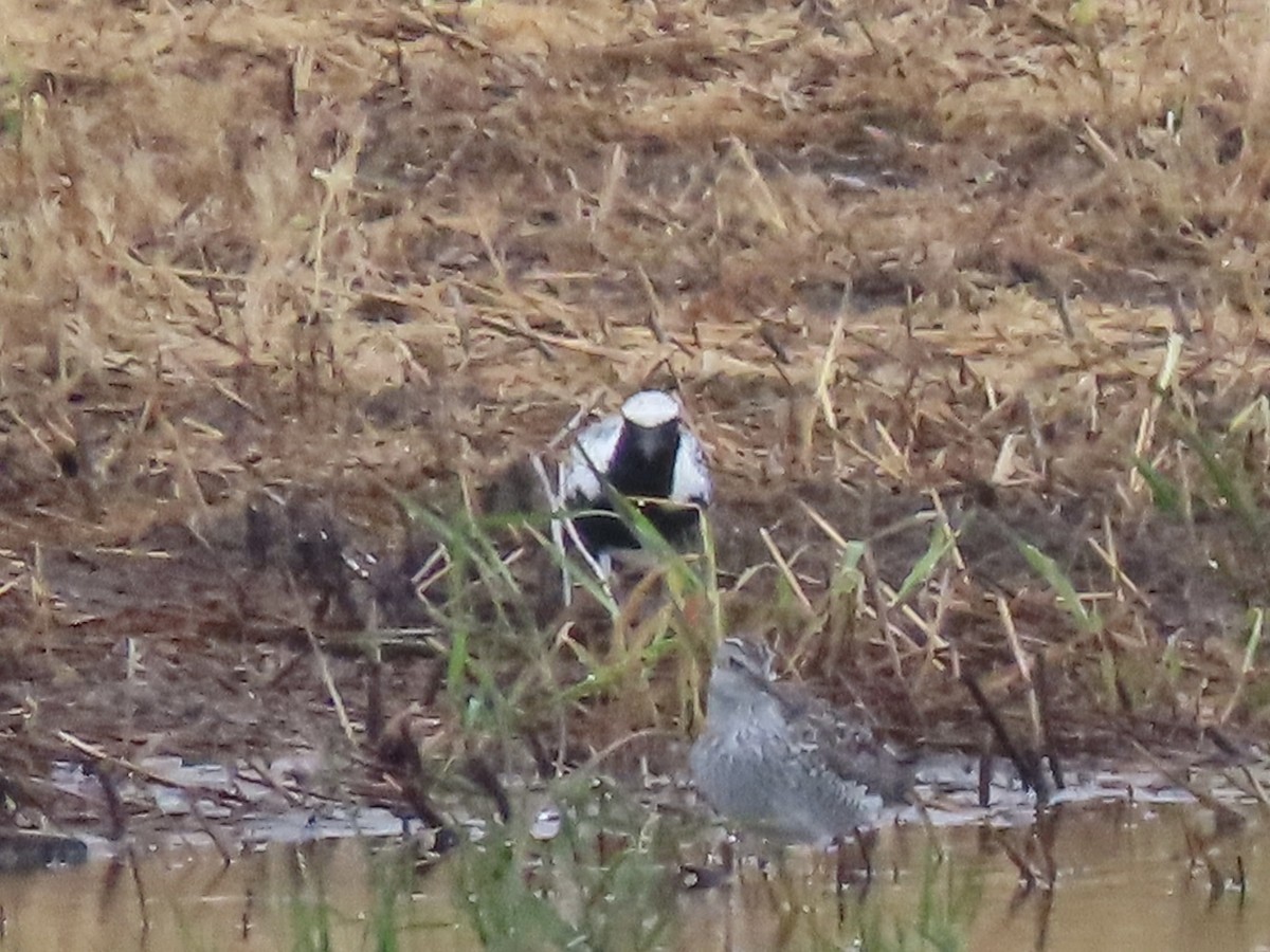 Black-bellied Plover - ML618644036