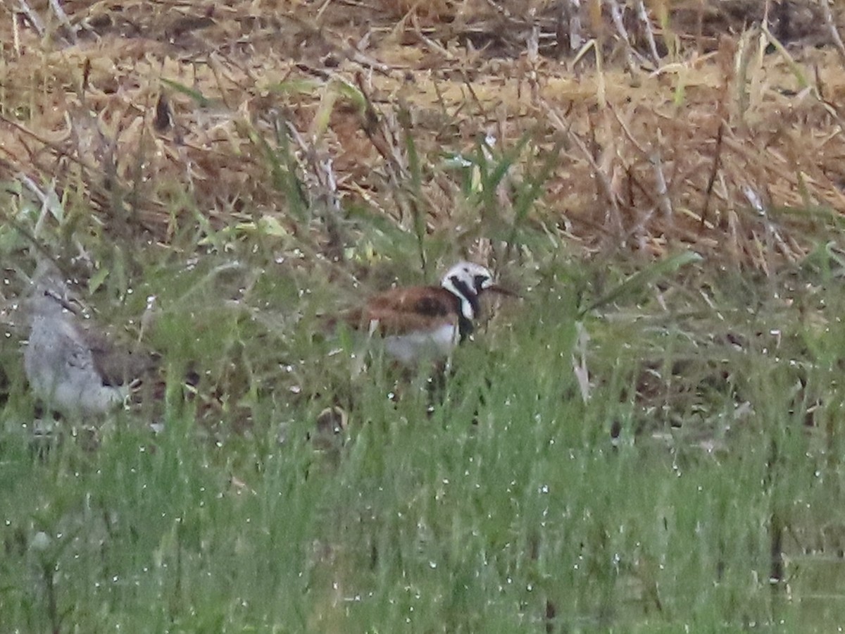 Ruddy Turnstone - ML618644040