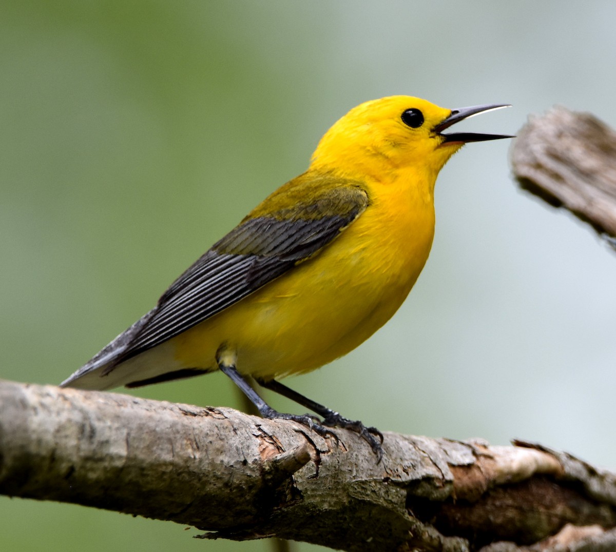 Prothonotary Warbler - ML618644081