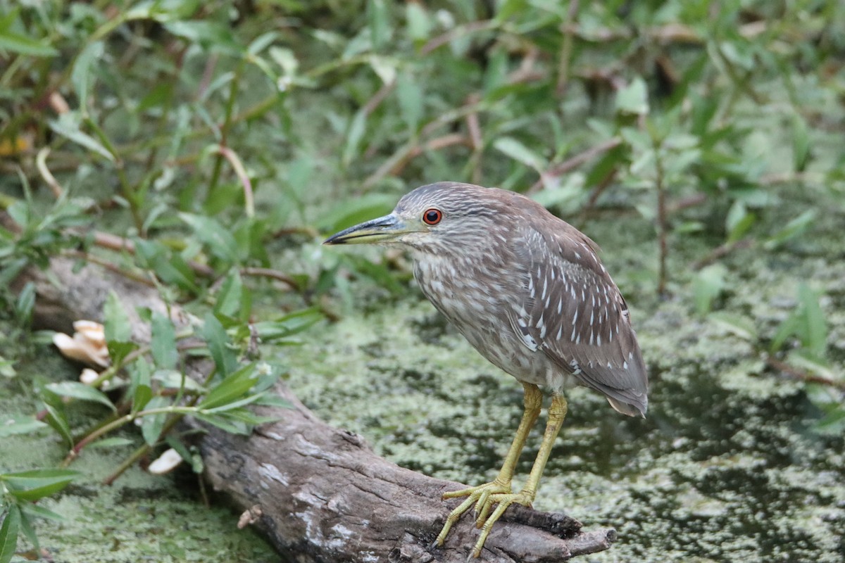 Black-crowned Night Heron - ML618644086