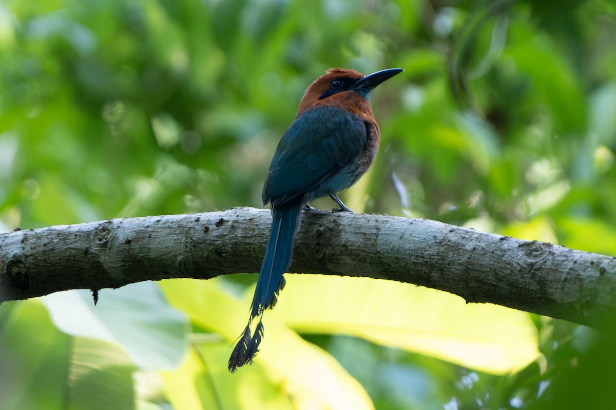 Broad-billed Motmot - ML618644099