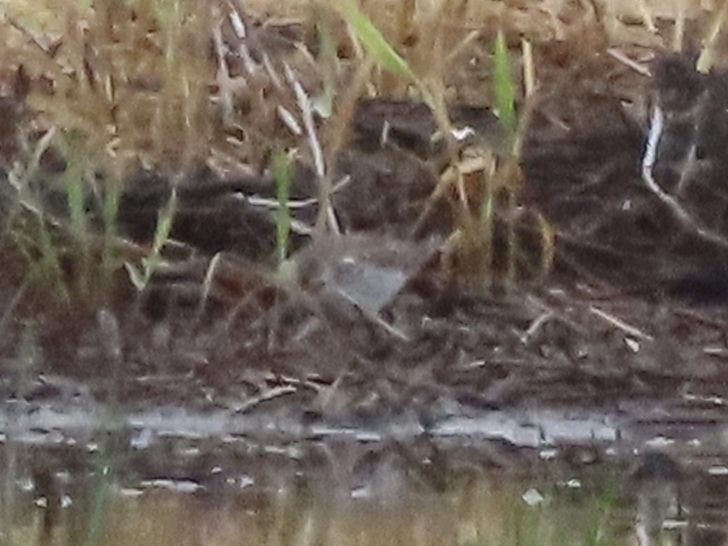 White-rumped Sandpiper - ML618644101