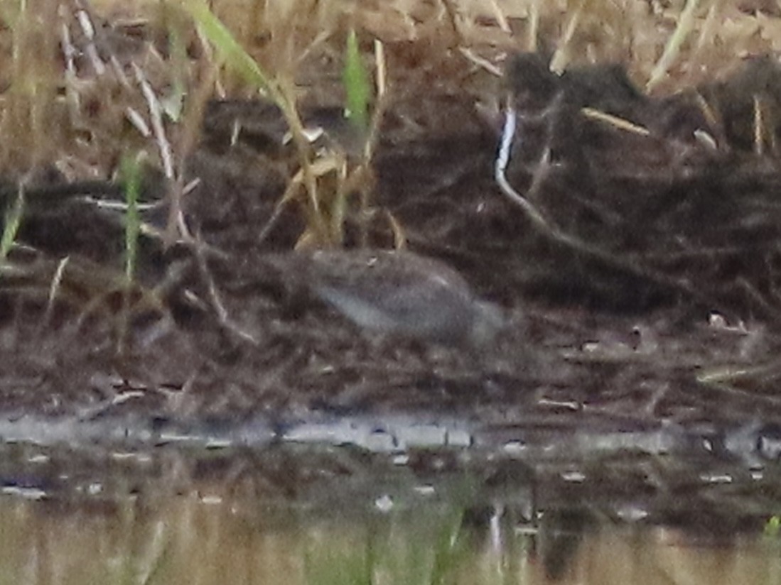 White-rumped Sandpiper - ML618644102