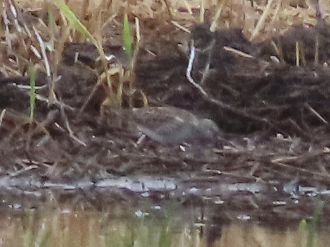 White-rumped Sandpiper - Tim Carney