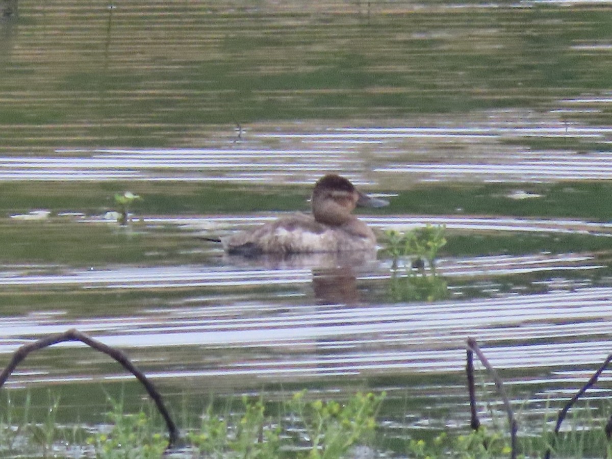 Ruddy Duck - Tim Carney