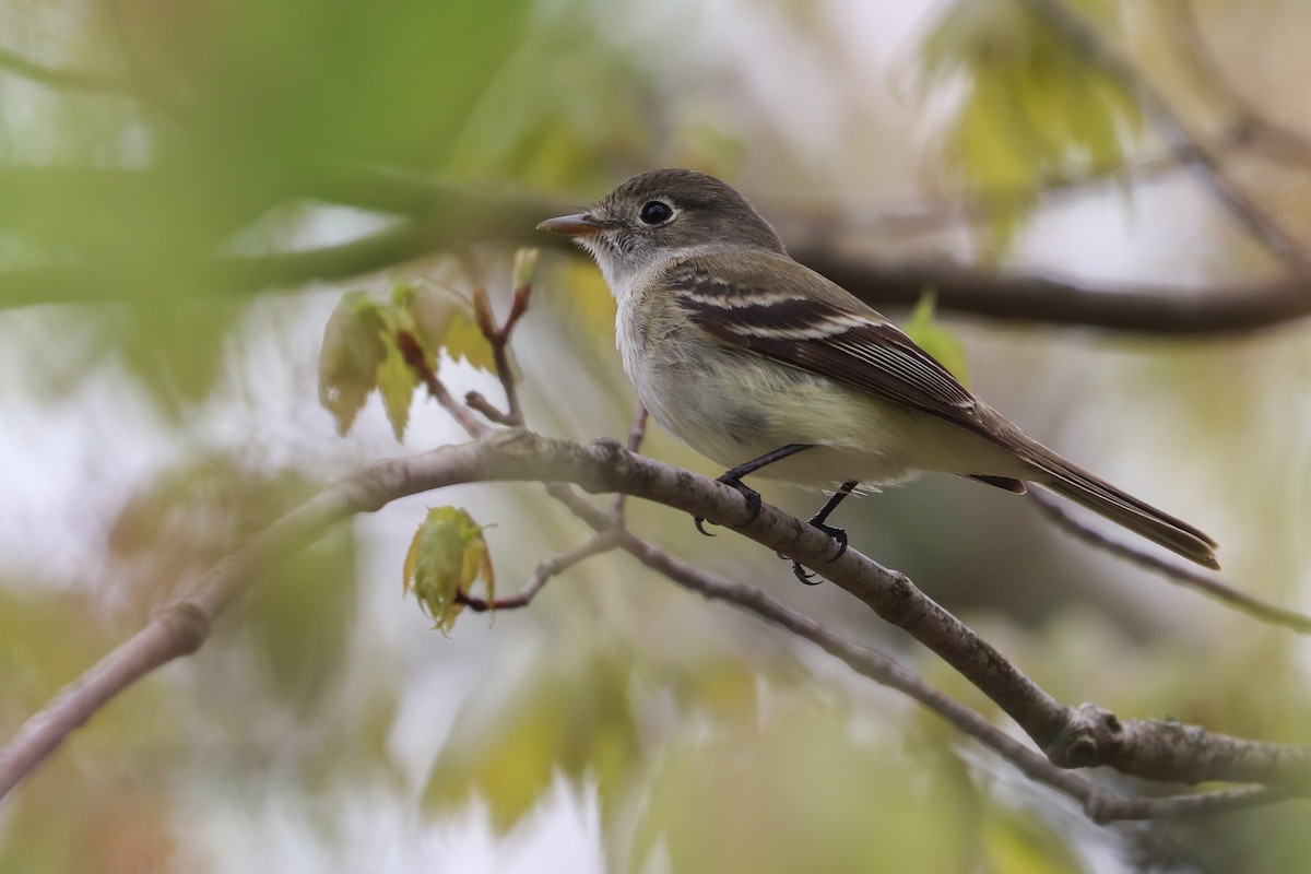 Least Flycatcher - Martina Nordstrand