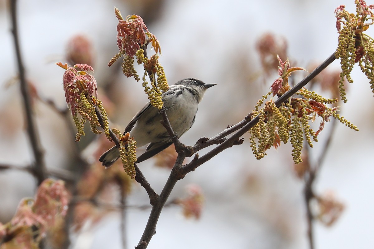 Cerulean Warbler - ML618644138