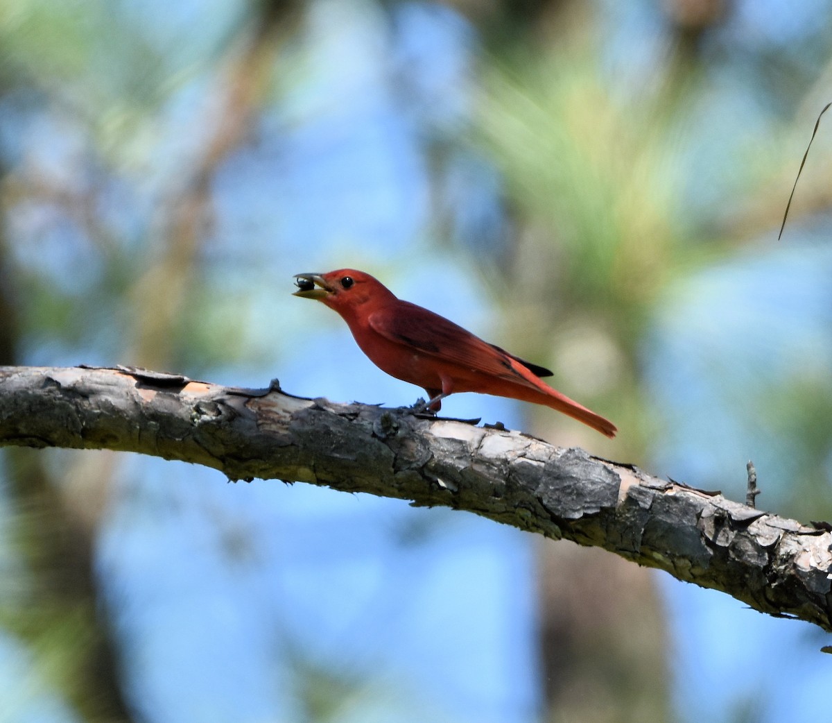 Piranga Roja - ML618644161