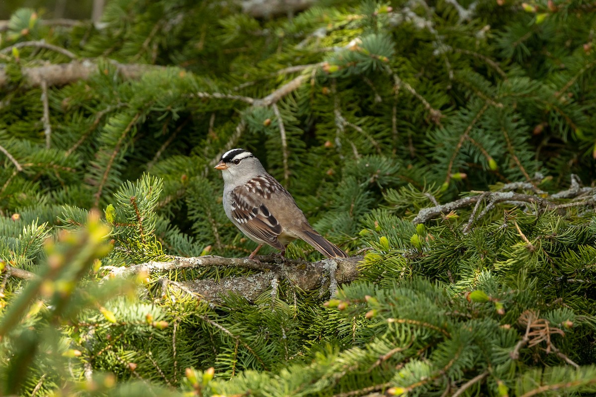 White-crowned Sparrow - Paul Bloemendal