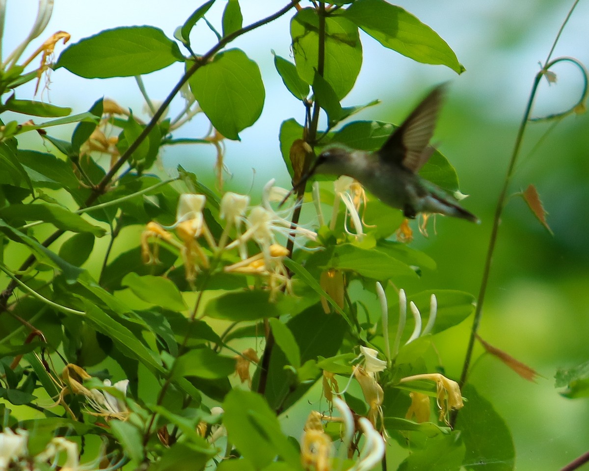 Colibrí Gorjirrubí - ML618644375