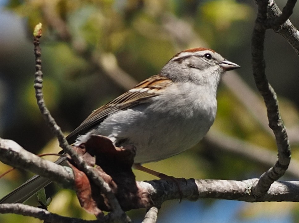 Chipping Sparrow - Milton Paul