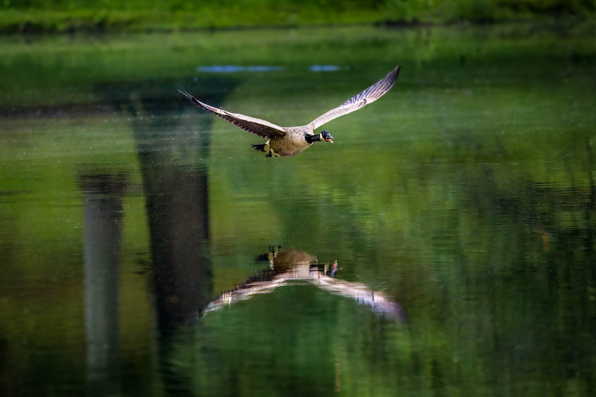 Canada Goose - Chuck Blevins