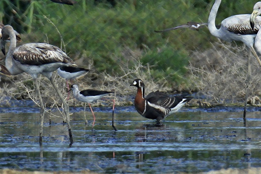 Red-breasted Goose - ML61864441