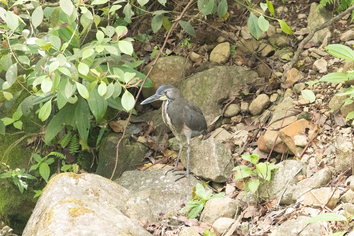 Fasciated Tiger-Heron - ML618644410