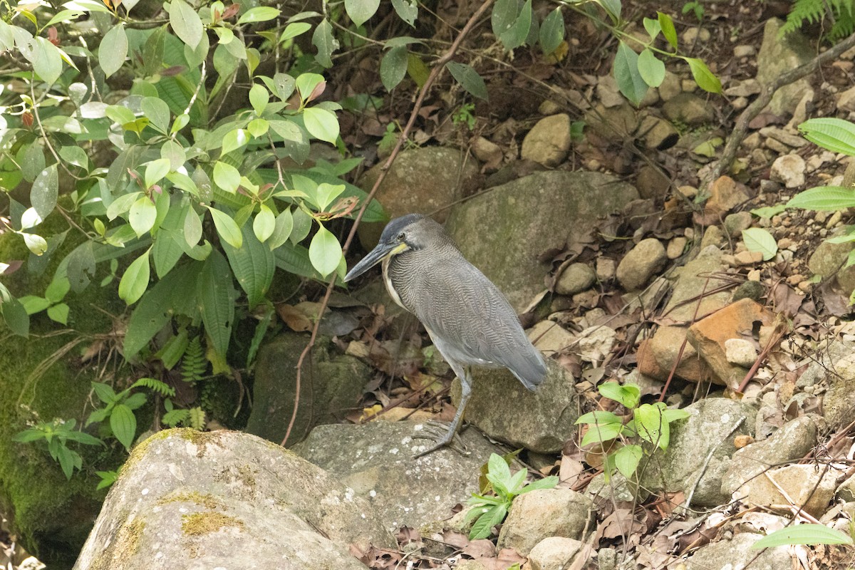 Fasciated Tiger-Heron - ML618644412