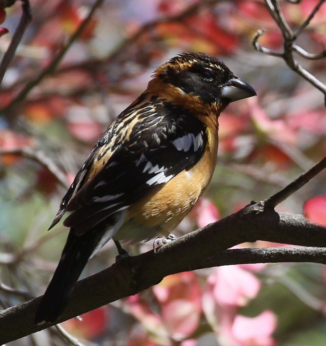 Black-headed Grosbeak - ML618644446