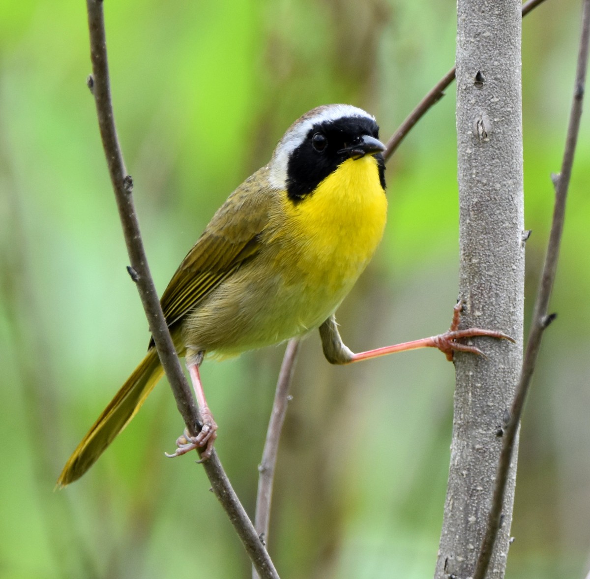 Common Yellowthroat - ML618644492