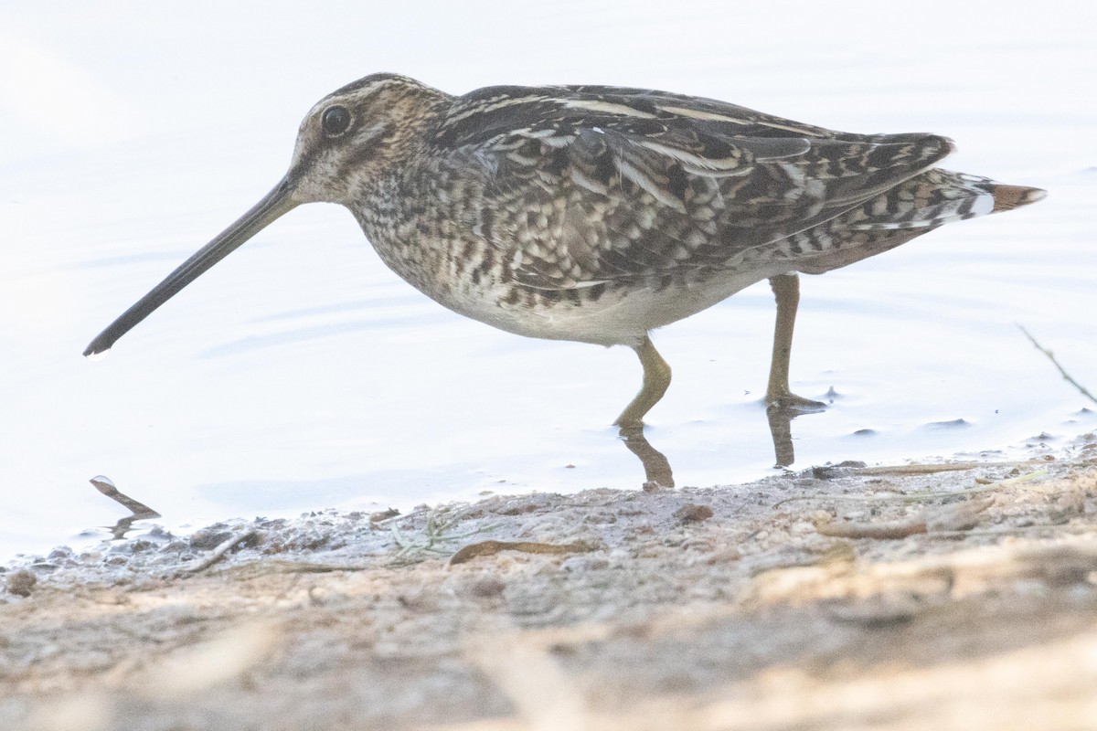 Wilson's Snipe - ML618644610