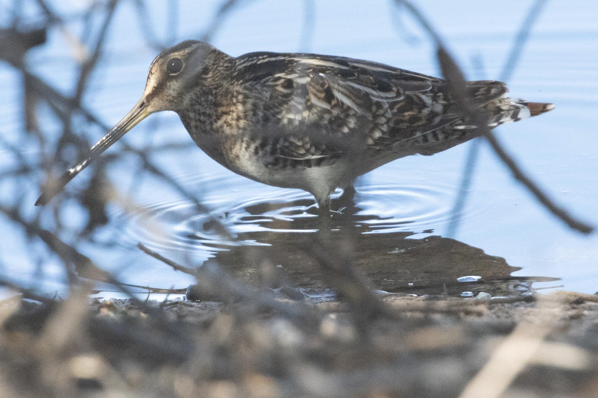 Wilson's Snipe - ML618644612