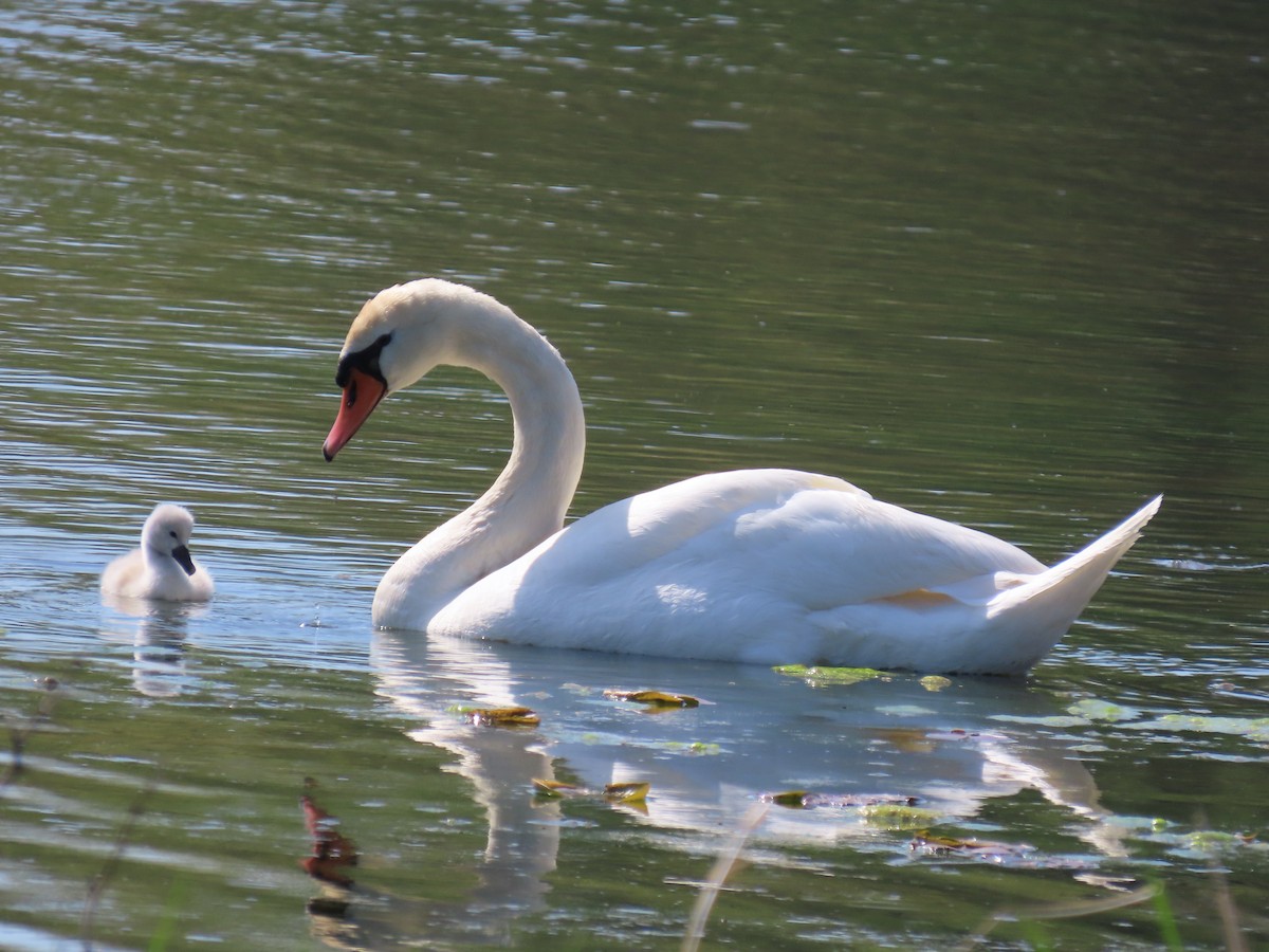 Cygne tuberculé - ML618644615