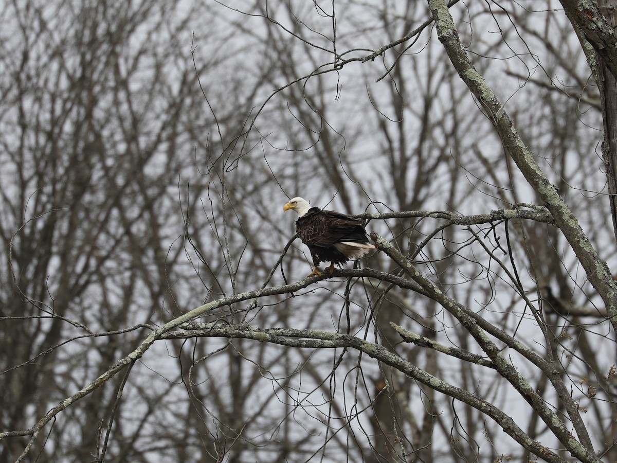 Bald Eagle - Daniel Hinnebusch