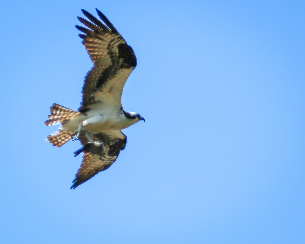 Águila Pescadora - ML618644714