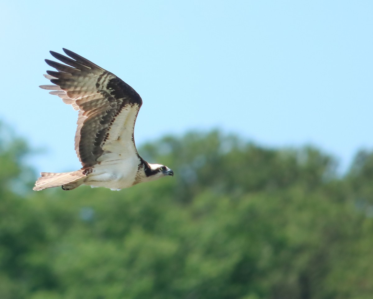 Águila Pescadora - ML618644716