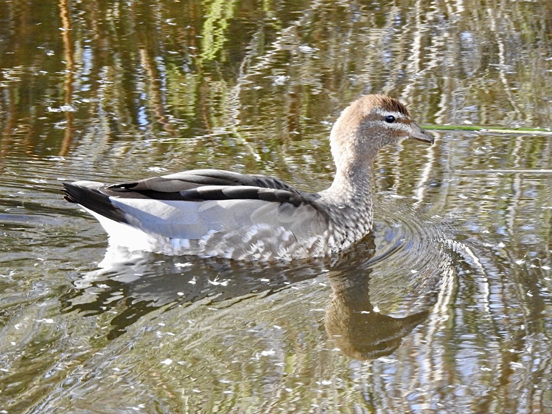 Maned Duck - David Koch