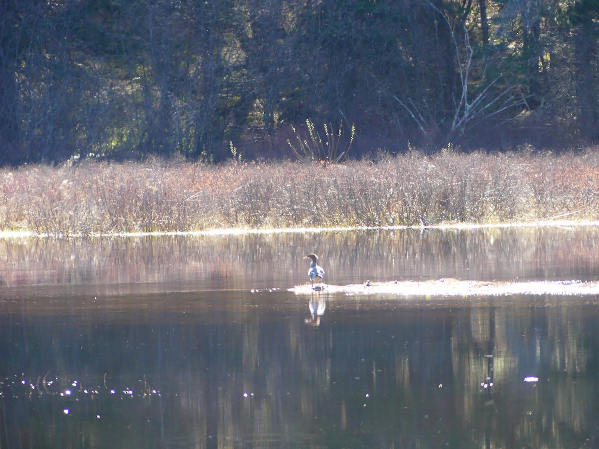 Common Merganser - ML618644750