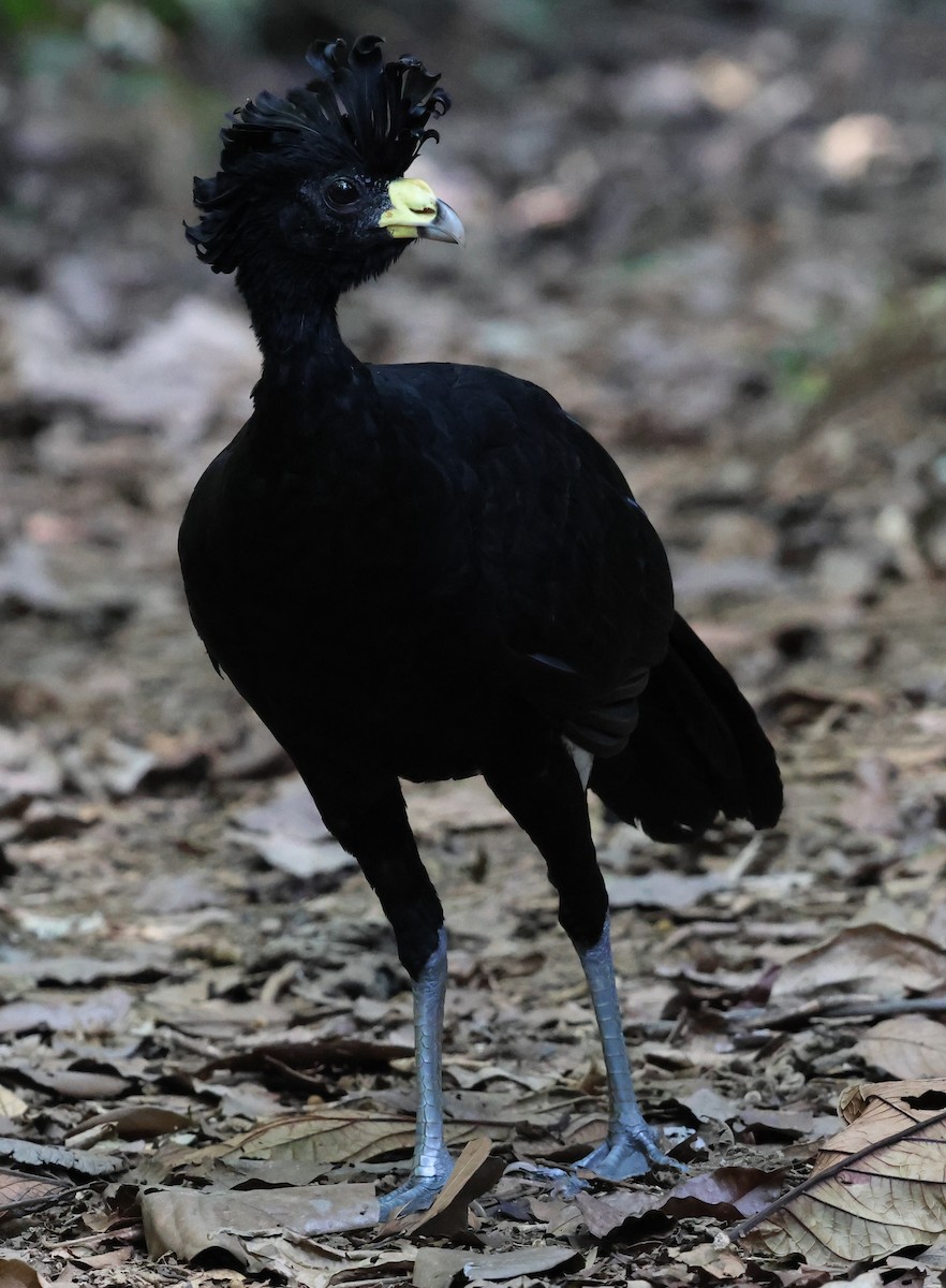 Great Curassow - Sally Veach