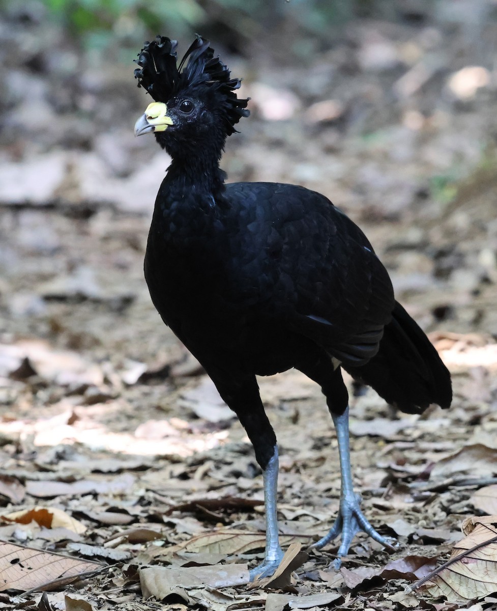 Great Curassow - Sally Veach