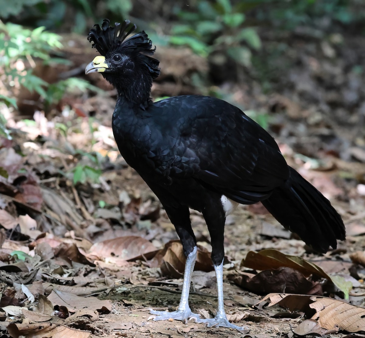 Great Curassow - Sally Veach