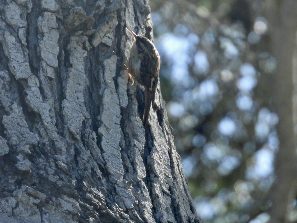 Brown Creeper - ML618644764