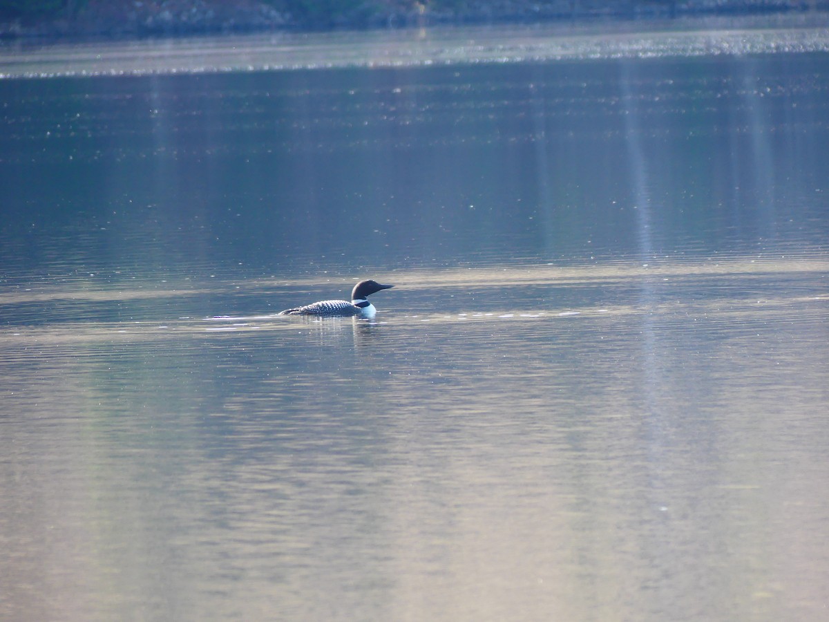 Common Loon - claudine lafrance cohl