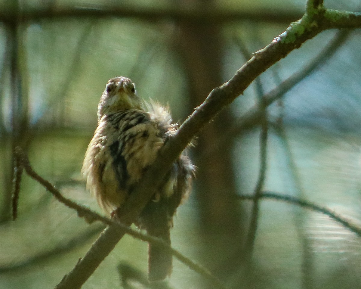 Carolina Wren - ML618644794