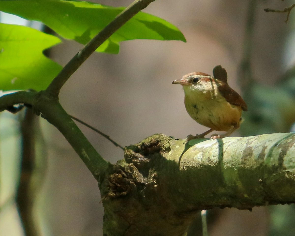 Carolina Wren - ML618644795