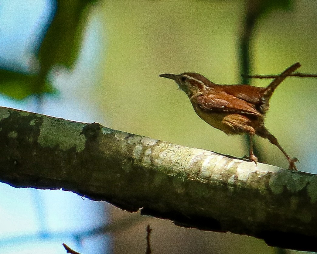 Carolina Wren - Tom Fesolowich