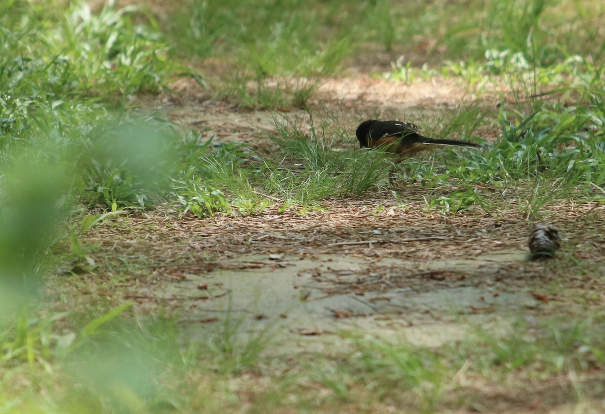 Eastern Towhee - Tom Fesolowich