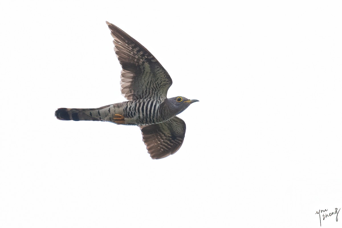 Indian Cuckoo - ML618644842