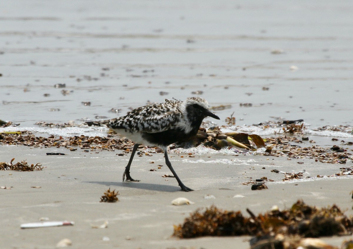 Black-bellied Plover - ML618644860