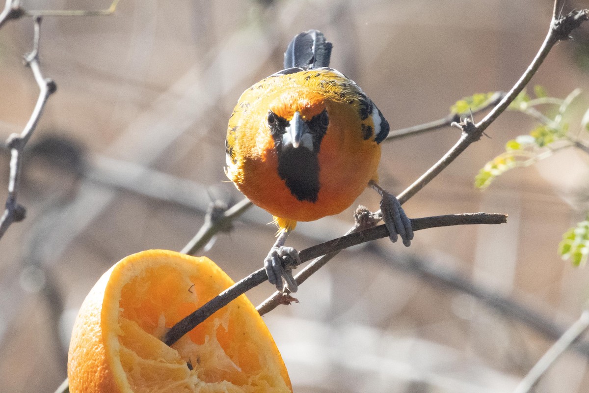 Streak-backed Oriole - dan davis