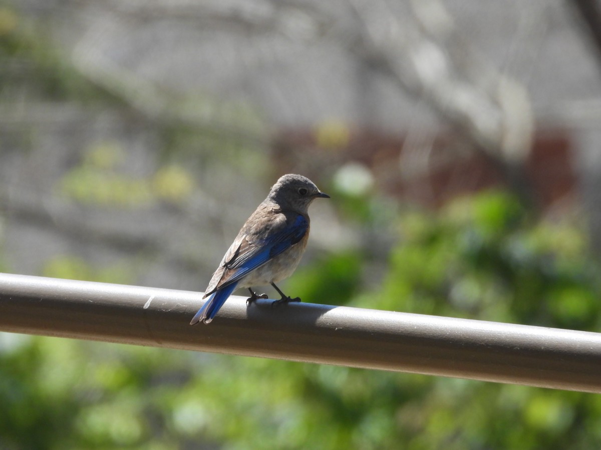 Western Bluebird - ML618644870