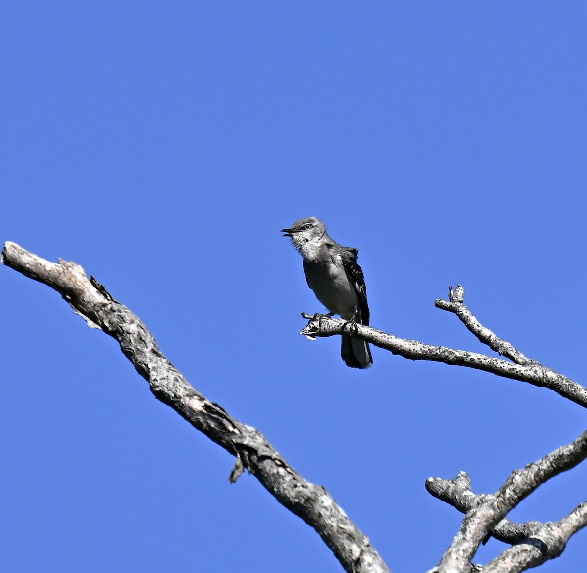 Northern Mockingbird - Eric Titcomb